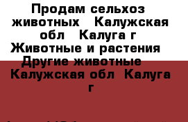 Продам сельхоз. животных - Калужская обл., Калуга г. Животные и растения » Другие животные   . Калужская обл.,Калуга г.